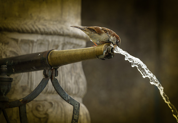 _DSC0871-Edit