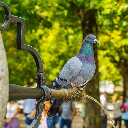 _DSC0950