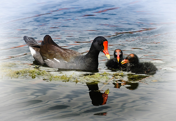 ducks2a