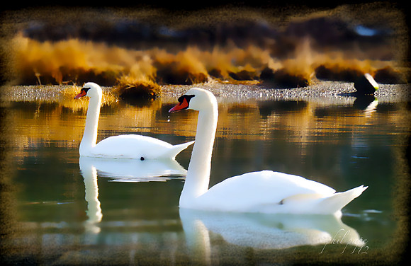 swans2011 (1 of 1)