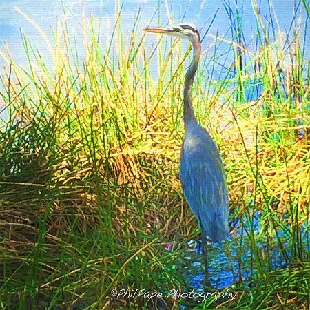 GreatBluePainterly